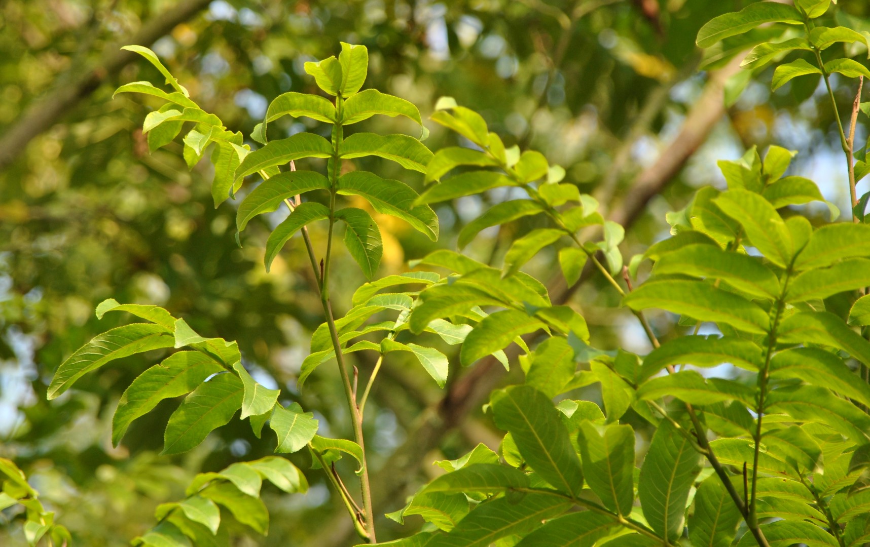 Pterocarya stenoptera